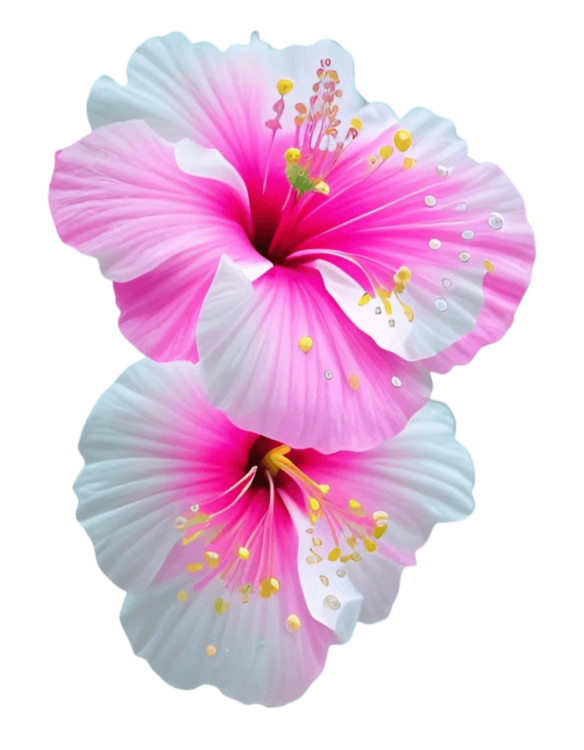 Hibiscus Png Image Free