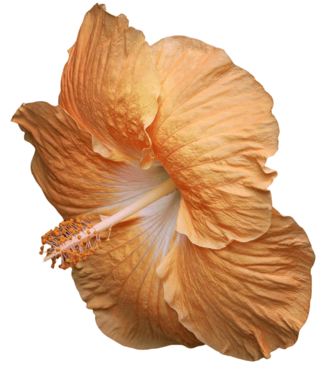 Orange Hibiscus Png Photo Free