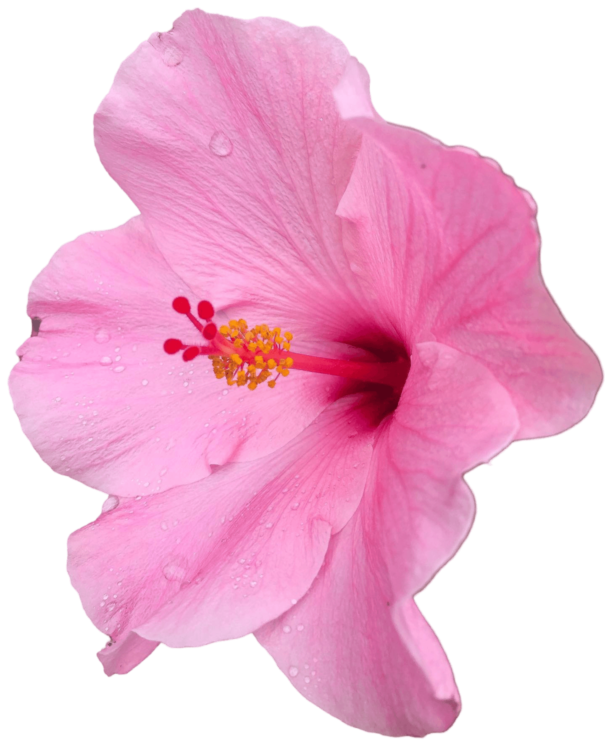 Pink Hibiscus Png Free Image