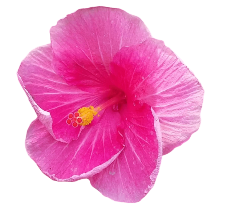 Pink Hibiscus Png Photo Free