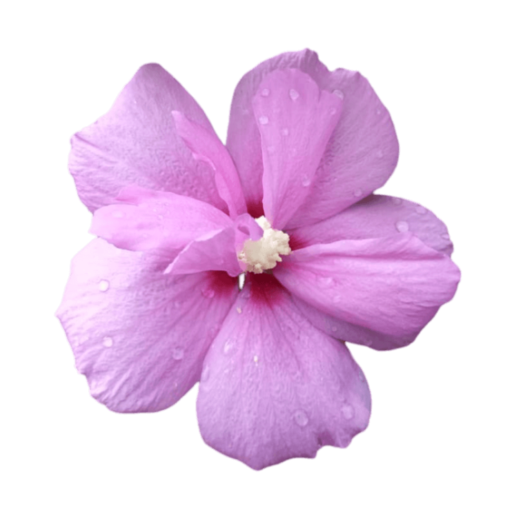 Purple Hibiscus Png Images Free Download