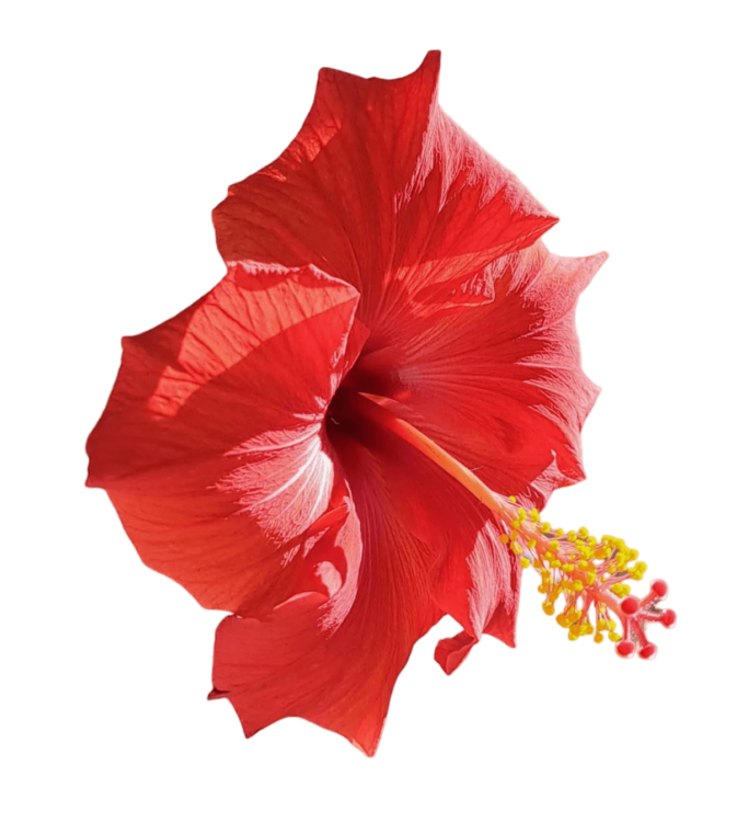 Red Hibiscus Png Photo Free Download