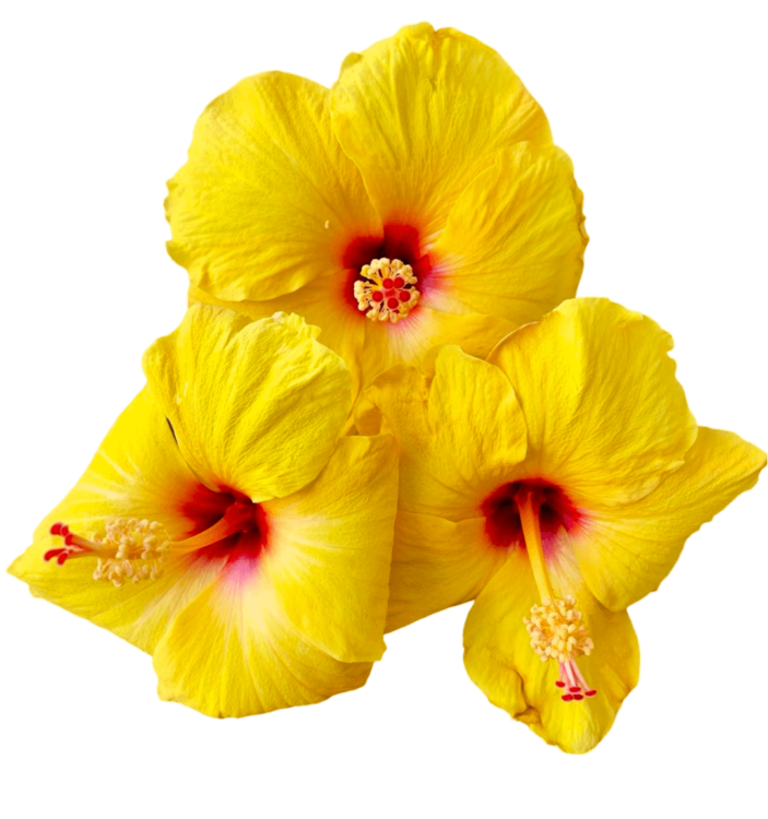 Yellow Hibiscus Png Free Image