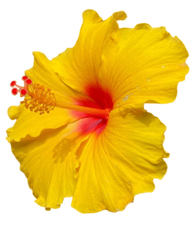 Yellow Hibiscus Png Image File