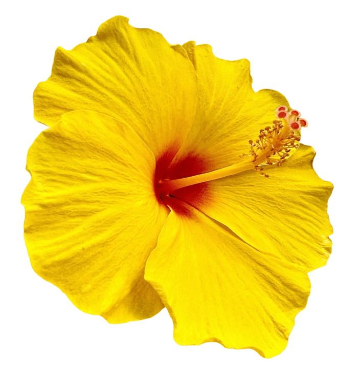 Yellow Hibiscus Png Images Free