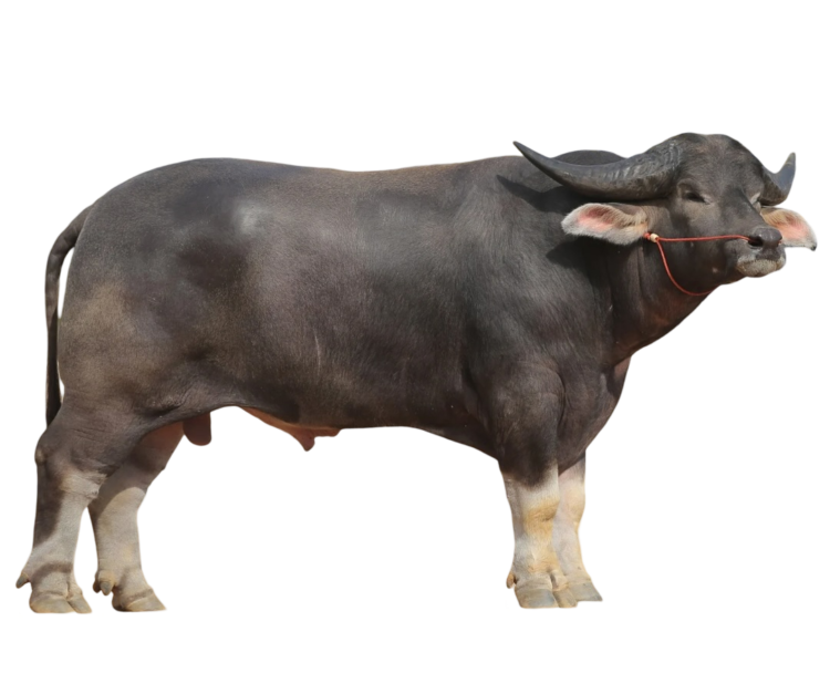Murrah Buffalo Png Photo