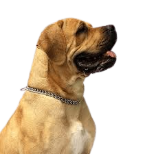 Big Dog Png