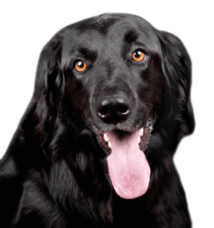 Black Dog Png