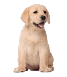 Cute Dog Png