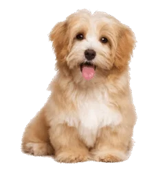 Cute Puppy Dog Png
