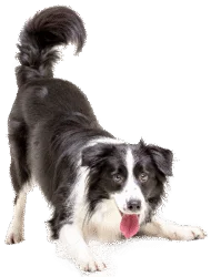 Dog Black And White Png