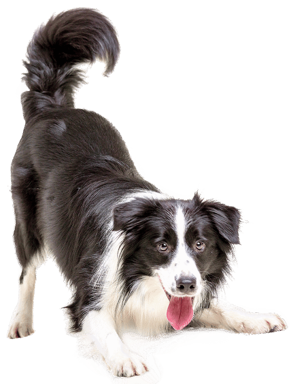 Dog Black And White Png