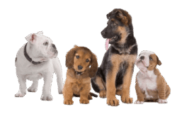 Dog Images Png HD