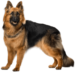 Dog Png