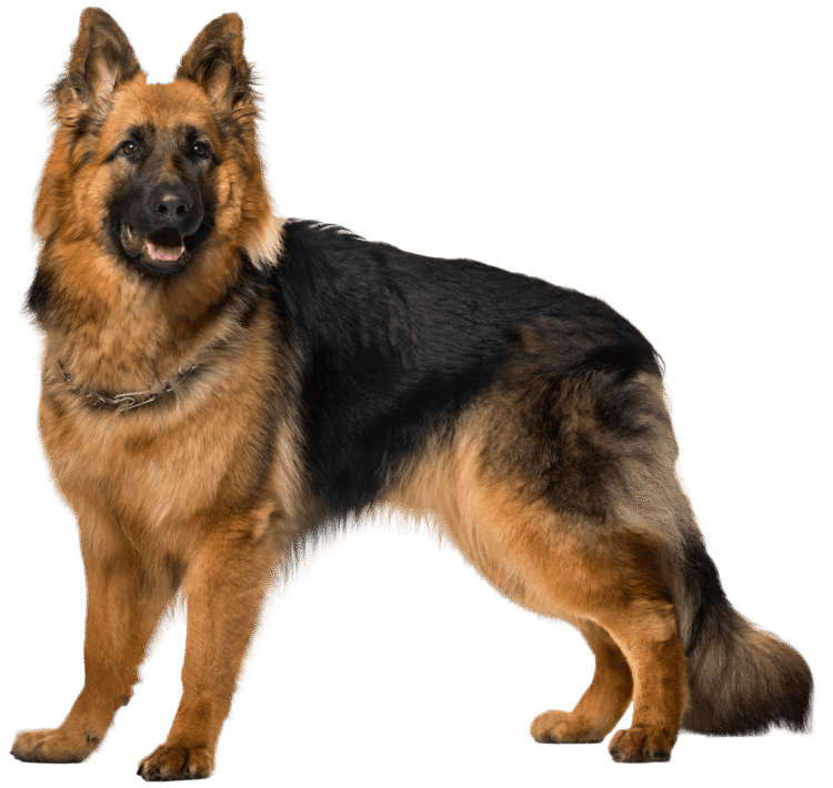 Dog Png