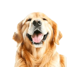 Dog Png HD