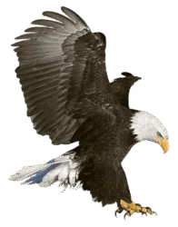 Eagle Flying Png​