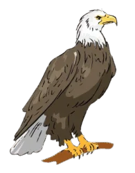 Eagle Image HD Png