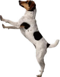Indian Dog Png