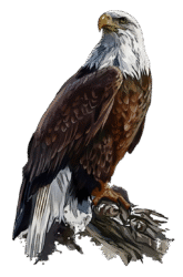Png Eagle