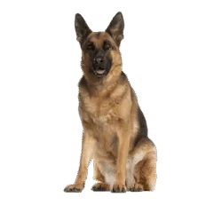 Png Image Dog