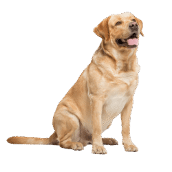 White Dog Png