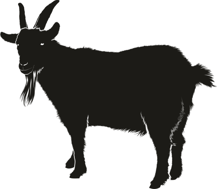 Black Shadow Png - free transparent PNG image, no background, HD download