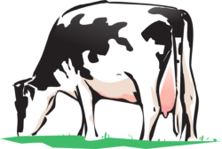 Cow Png Cow Png - free transparent PNG image, no background, HD download