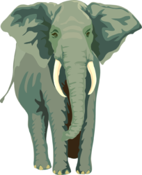 Elephant Png - free transparent PNG image, no background, HD download