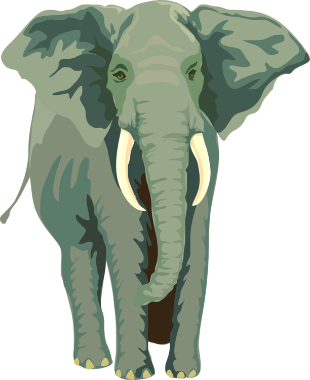 Elephant Png - free transparent PNG image, no background, HD download