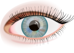 Eye Png - free transparent PNG image, no background, HD download