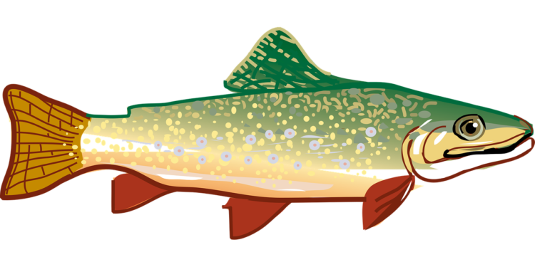 Fish Png - free transparent PNG image, no background, HD download