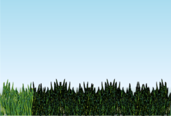 Frog Eyes Frog Eyes Png - free transparent PNG image, no background, HD download