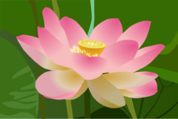 Lotus Png - free transparent PNG image, no background, HD download