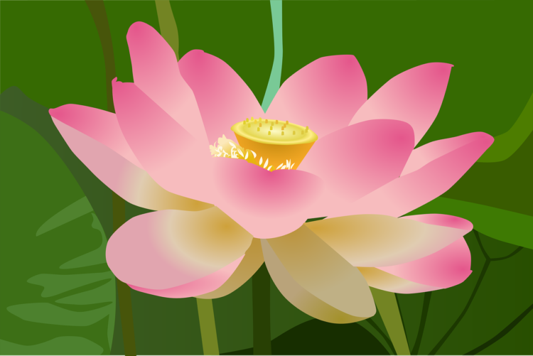 Lotus Png - free transparent PNG image, no background, HD download