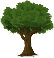 Tree Png - free transparent PNG image, no background, HD download