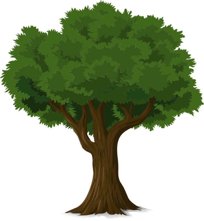 Tree Png - free transparent PNG image, no background, HD download