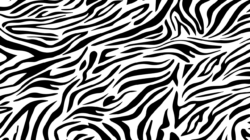 Zebra Print Png - free transparent PNG image, no background, HD download
