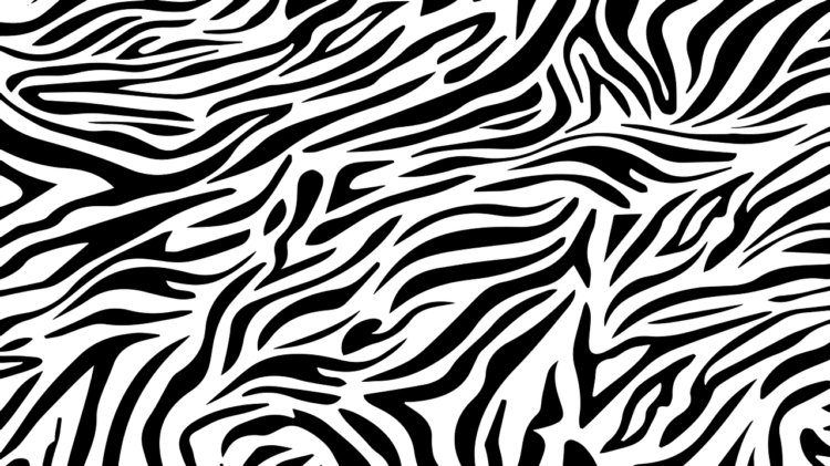 Zebra Print Png - free transparent PNG image, no background, HD download