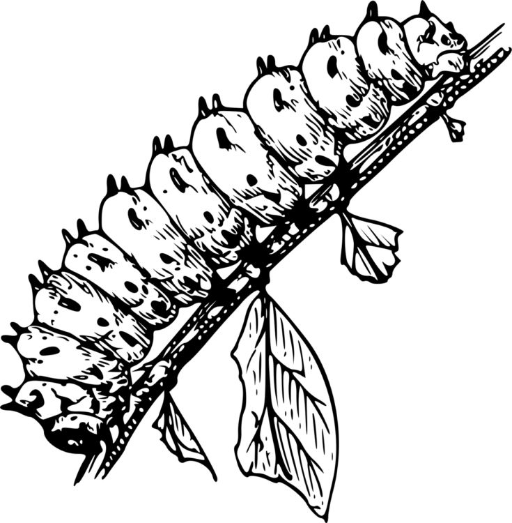 Caterpillar Png - free transparent PNG image, no background, HD download