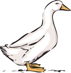 Duck Png - free transparent PNG image, no background, HD download