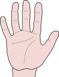 Middle Finger Png - free transparent PNG image, no background, HD download