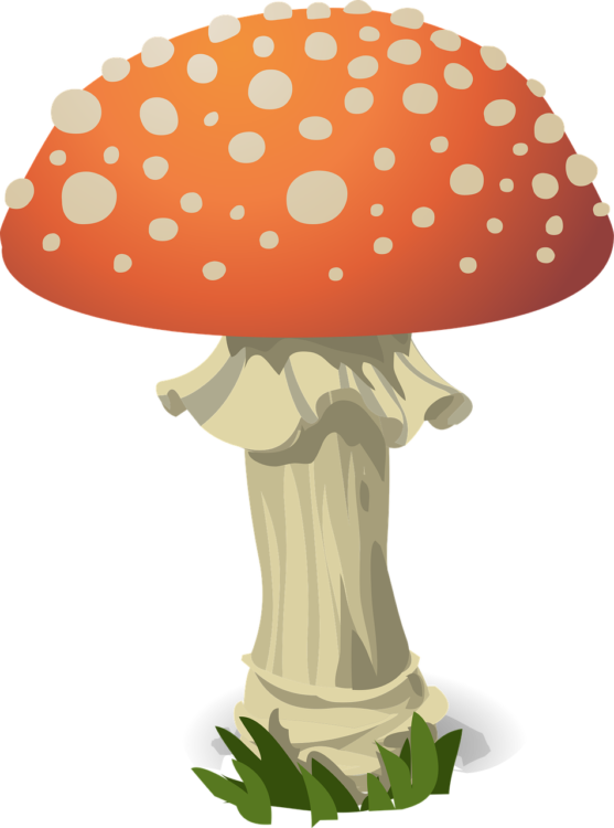 Mushroom Png - free transparent PNG image, no background, HD download