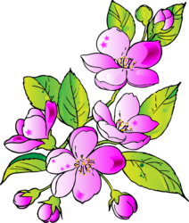 Pink Flower Png - free transparent PNG image, no background, HD download