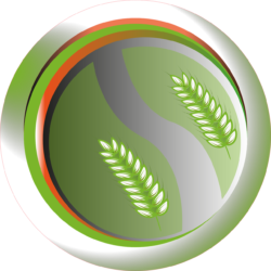 Wheat Png - free transparent PNG image, no background, HD download