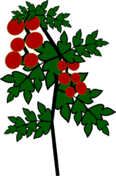 Tomato Png - free transparent PNG image, no background, HD download